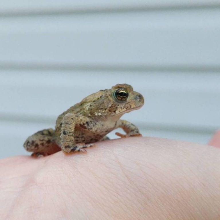 Frog on my hand
