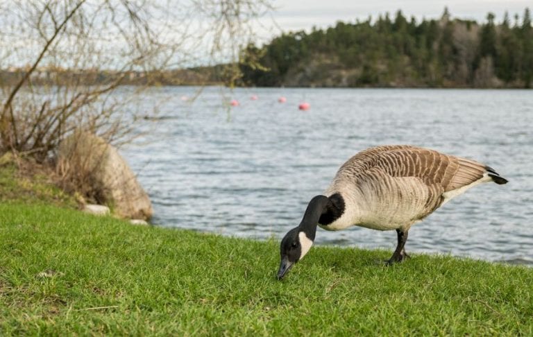 Goose near water