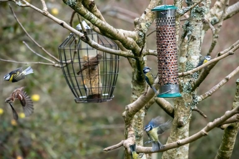 Bird Feeders