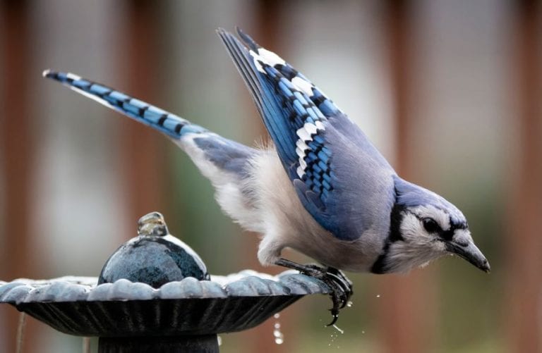 Blue Jay