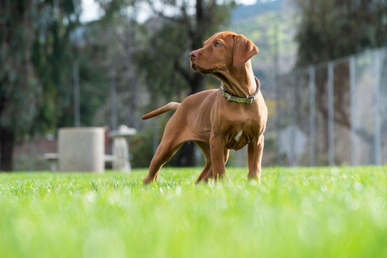 Dog in Backyard