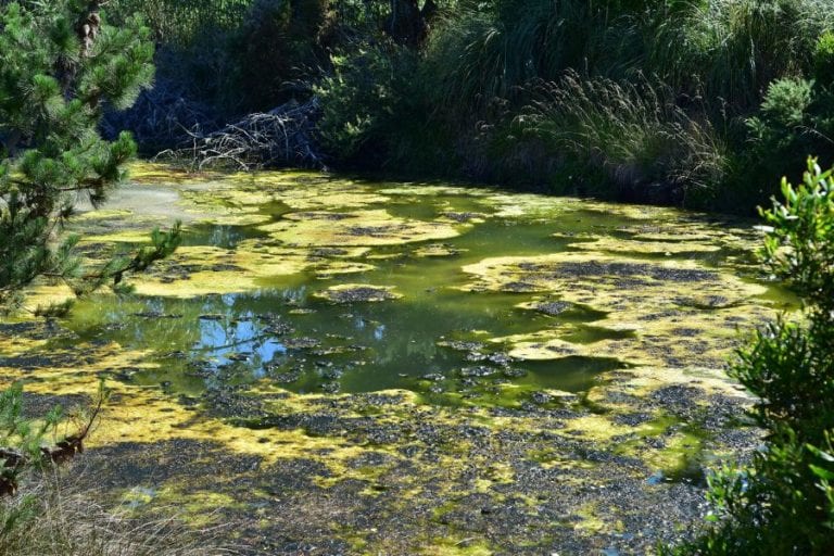 Pond