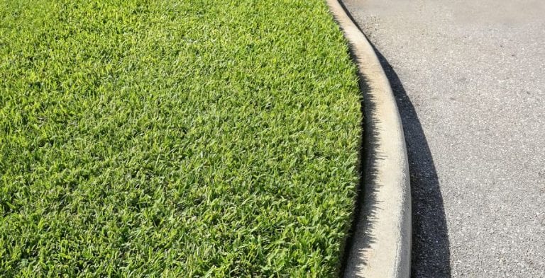 St. Augustine Grass