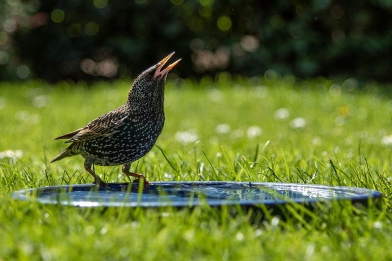 Starling in Yard