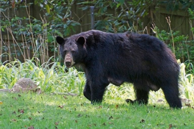 Black Bear