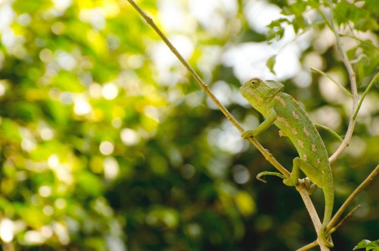 Chameleon in Tree