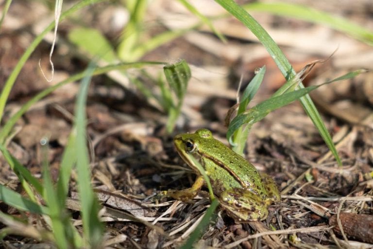 Frog in Yard