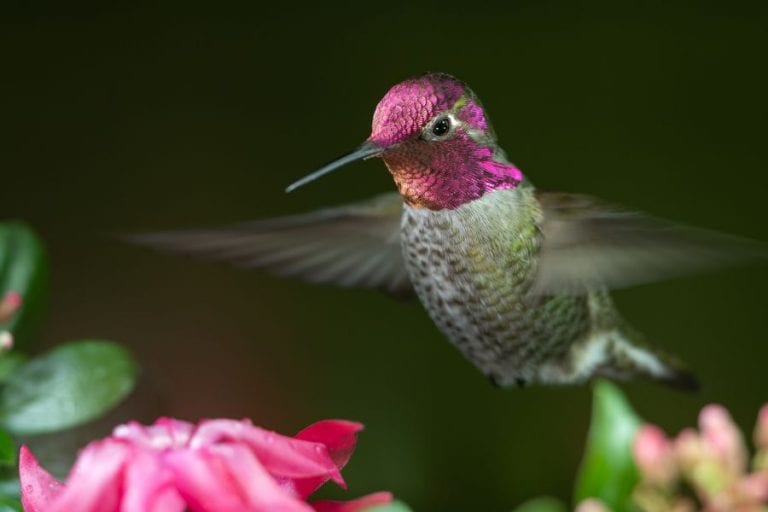 Hovering Hummingbird