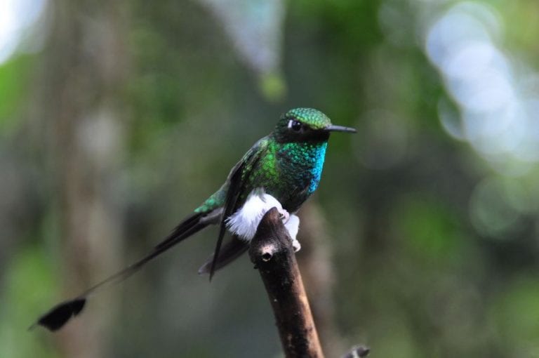 Hummingbird Not Flying