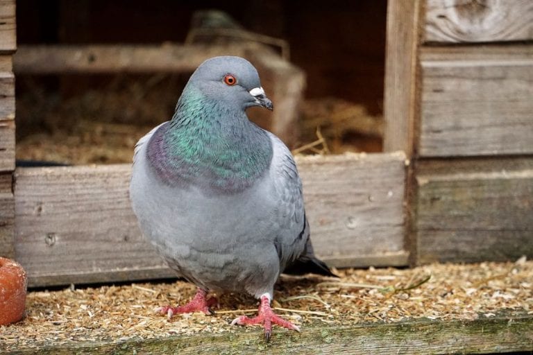 Pigeon in a Barn