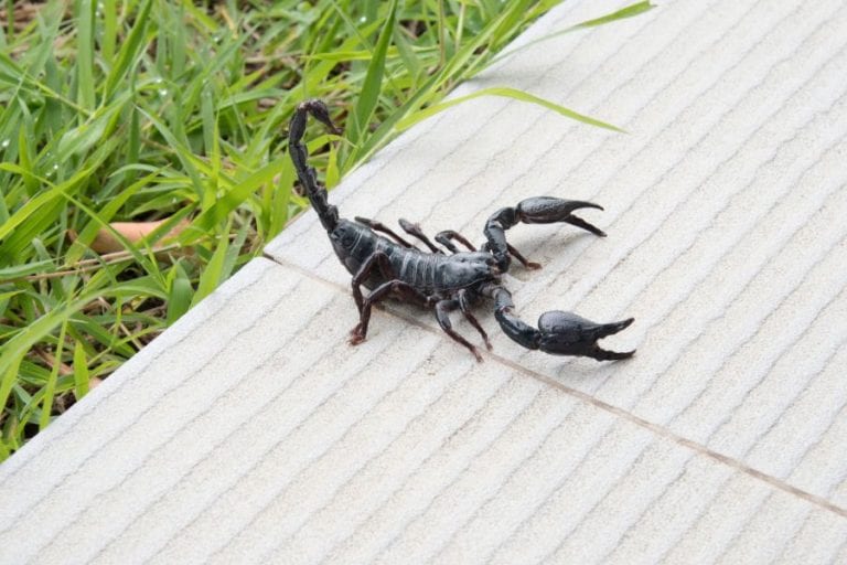 Scorpion
