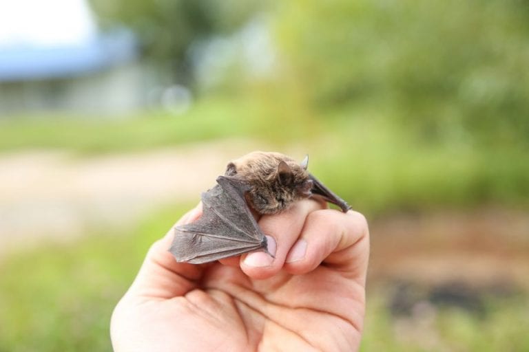 Small Bat
