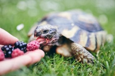 How to Attract Turtles to Your Yard (With or Without a Pond) - My
