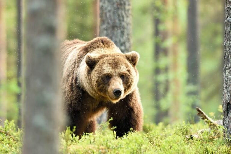 Bear in the Woods