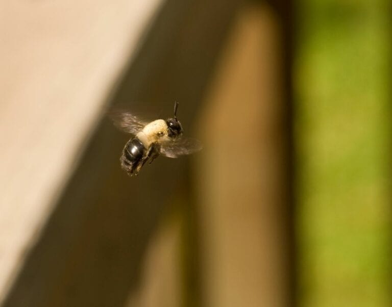 Bee Near Deck