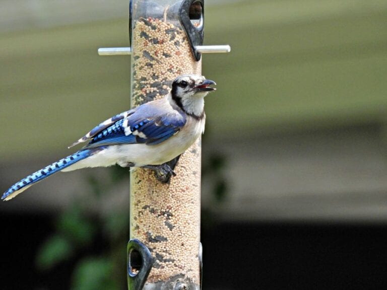 Blue Jay Near Bird Feeder