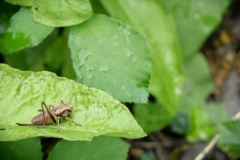 Cricket on Leaf