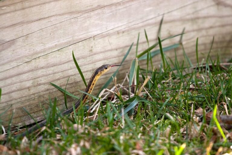 Garter Snake in Yard