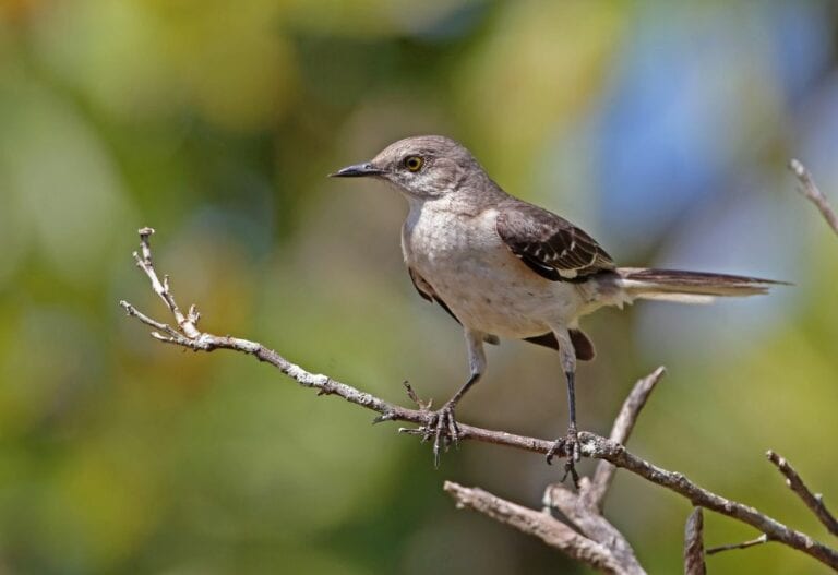 Mockingbird