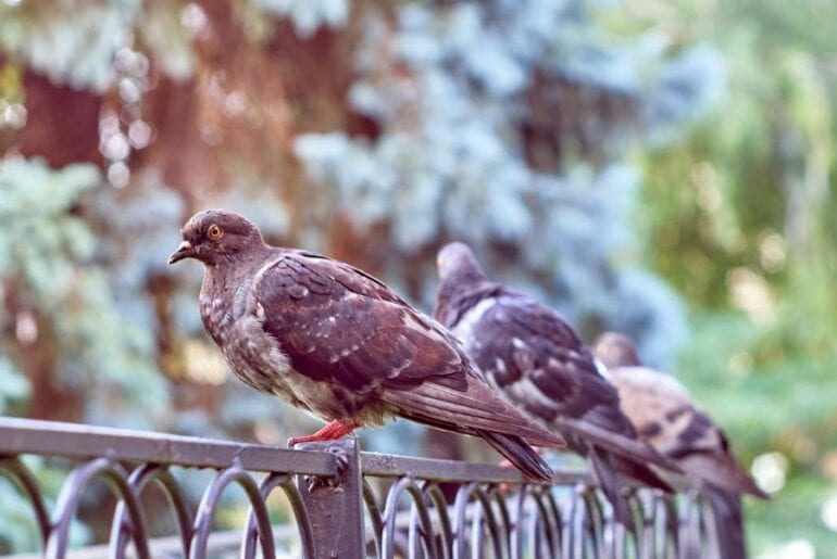 How to Stop Pigeons from Sitting on Your Fence (10 Smart Ways) - My