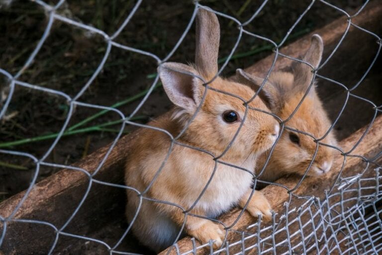 How to Keep Rabbits From Going Under Your Fence My Backyard Life