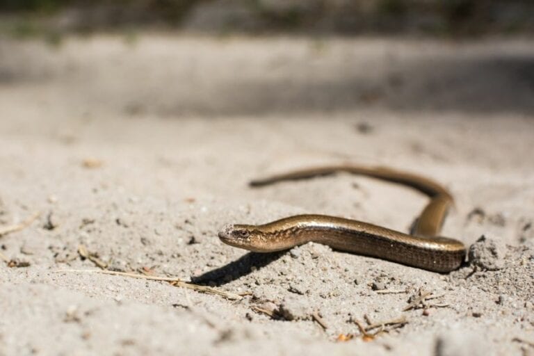 Snake in Sand