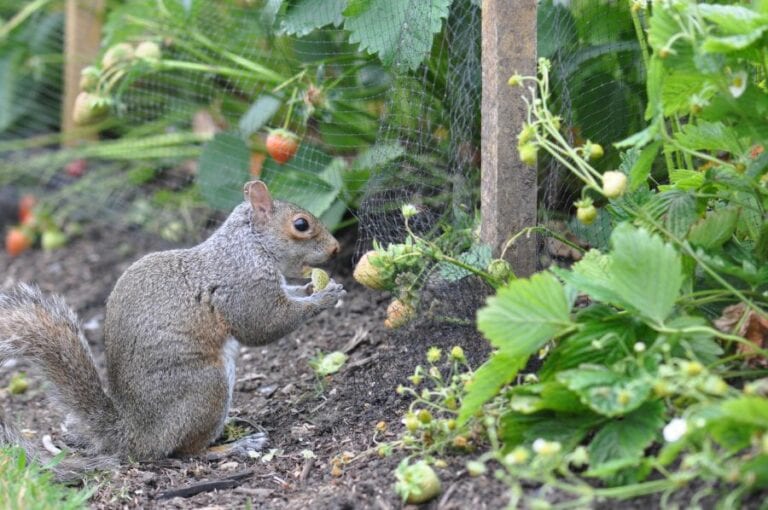 Squirrel in Garden