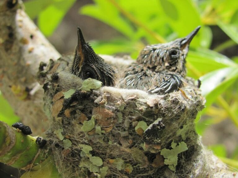 Baby Hummingbirds