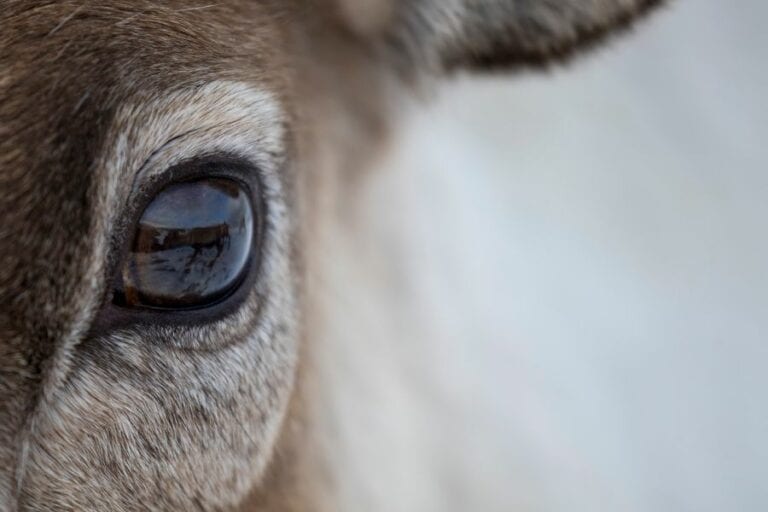 Closeup of Deer