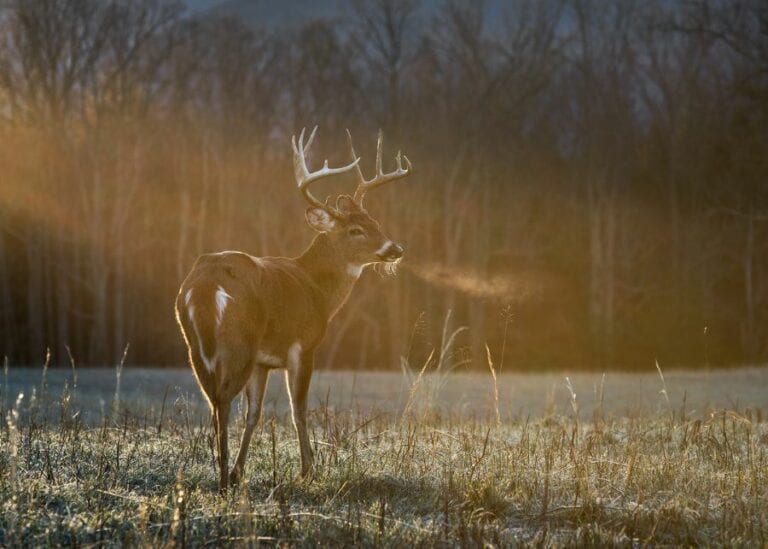 Deer in Woods