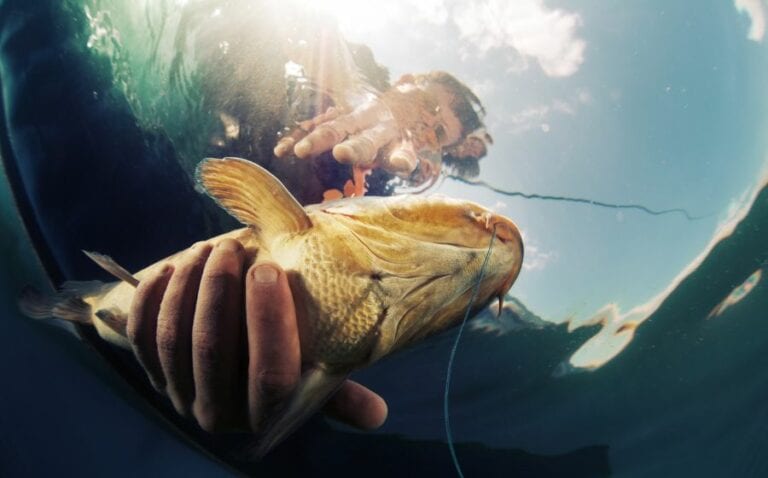 Fish Under Water