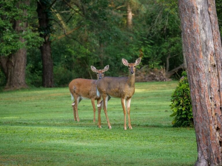 Two Deer in Yard