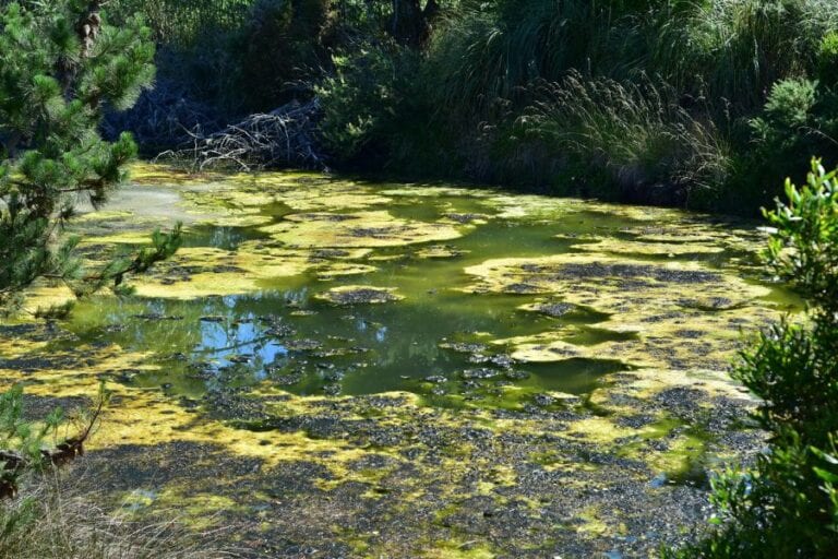 Algae Bloom in Pond