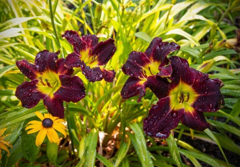 Close-up of Blooming Daylilies