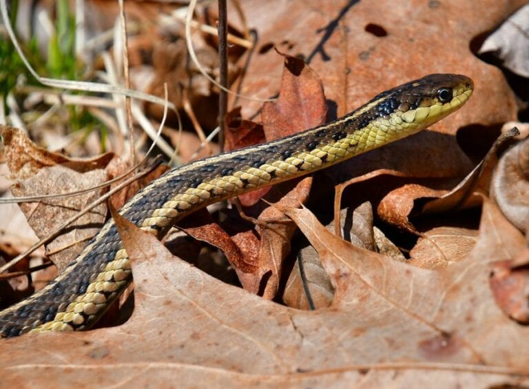 Garter Snake in Leaves