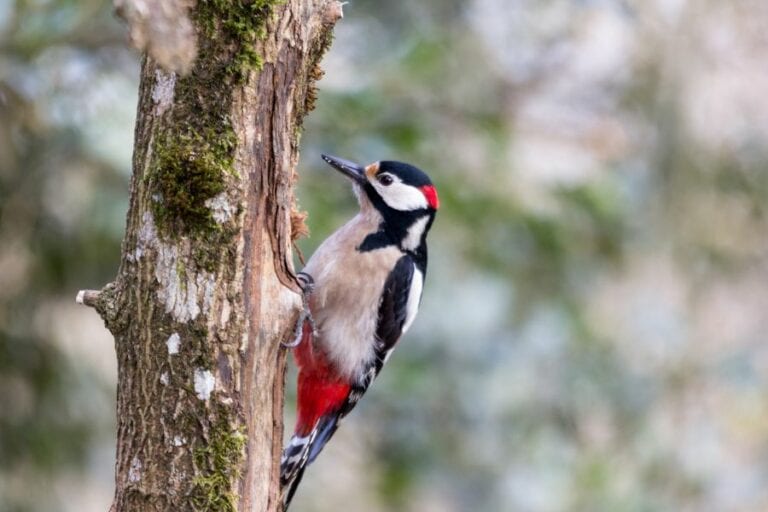 Great Spotted Woodpecker in Tree