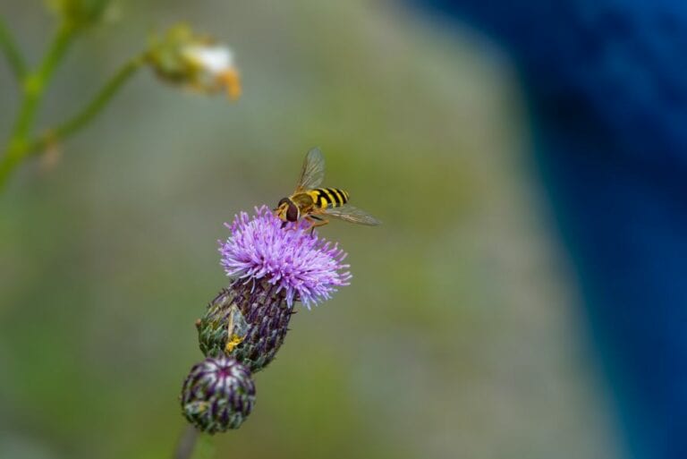 Hoverfly Collecting Nectar
