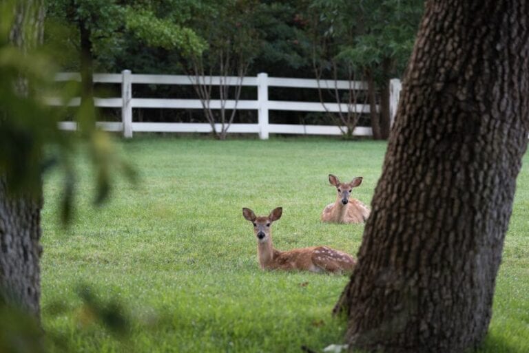 Two White-Tailed Deer Fawns Lying in Grass