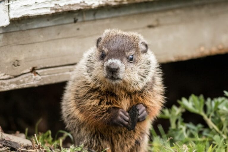 Young Groundhog Near Shed