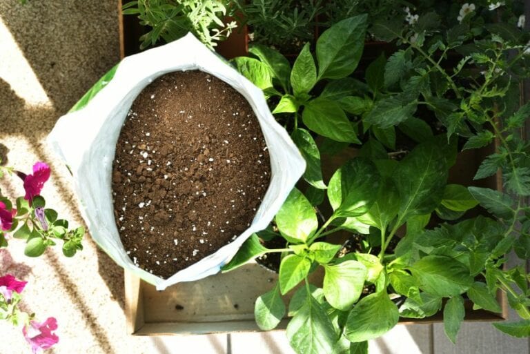 Box of Vegetable Plants, Leafy Greens, and Soil
