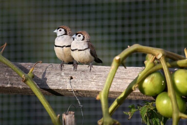 Double Barred Finch (Australia) Perched Near Tomatoes