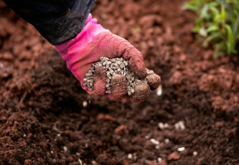 Gardener Adding Chicken Manure Pellets to Soil