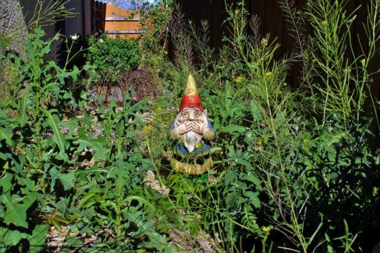 Gnome in Overgrown Yard