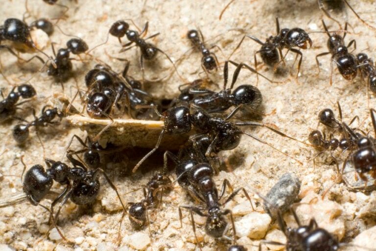 Group of Ants in Sand
