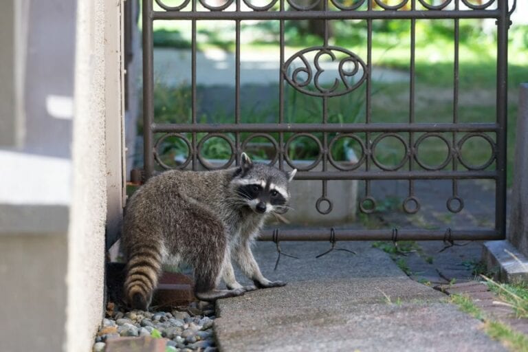 Raccoon Near Entry Fence