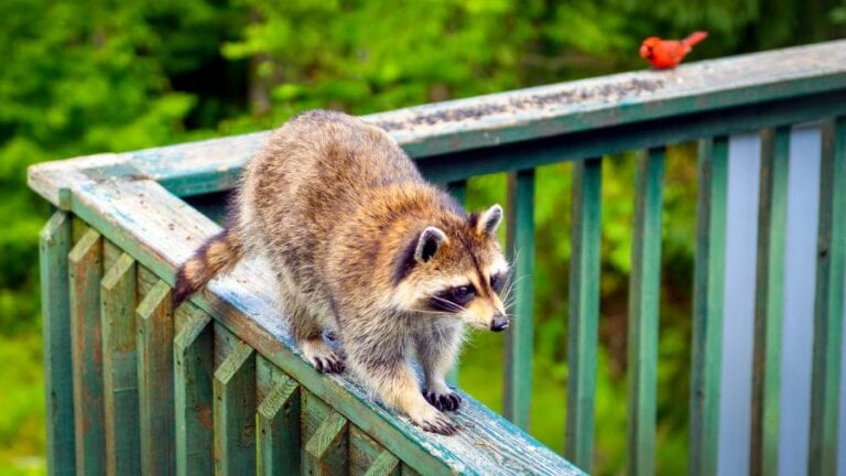Raccoon on Railing of Backyard Deck