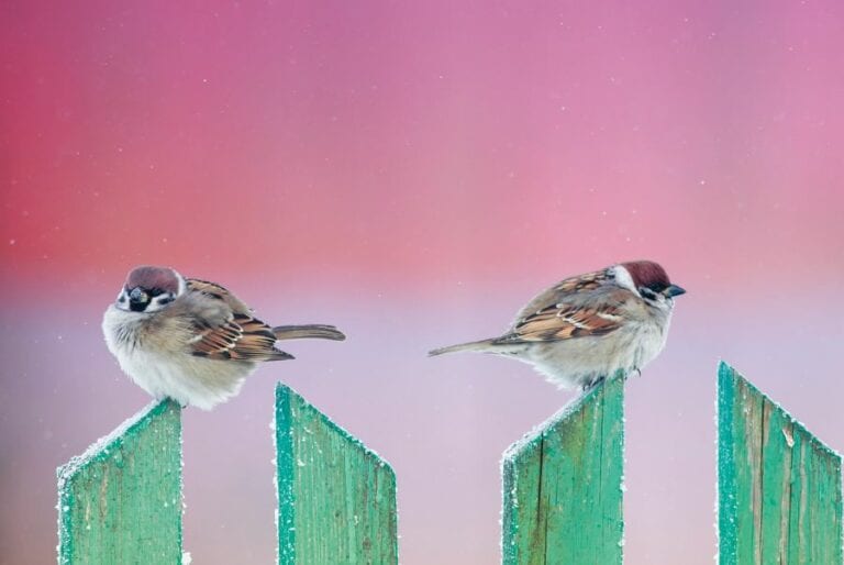 Sparrows Sitting on Blue Fence