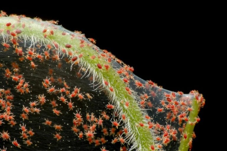 Super Macro Photo of Red Spider Mite Infestation