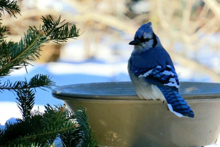 Blue Jay Sitting in Winter Bird Bath