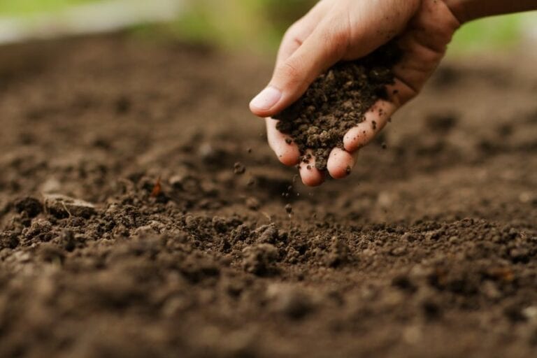 Hand Checking Soil on Ground in Garden